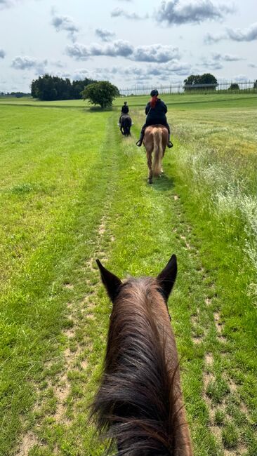 Reitbeteiligungen gesucht! Pferde suchen Reiter, Marina, Horse Sharing, Weißenohe, Image 3