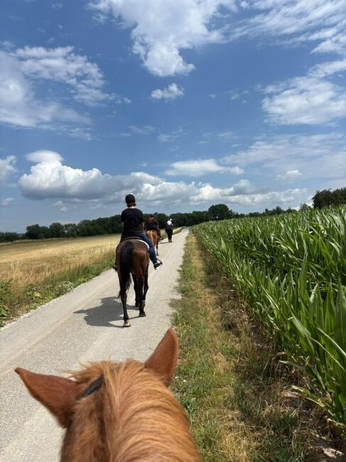 Reitbeteiligungen gesucht! Pferde suchen Reiter, Marina, Horse Sharing, Weißenohe, Image 4