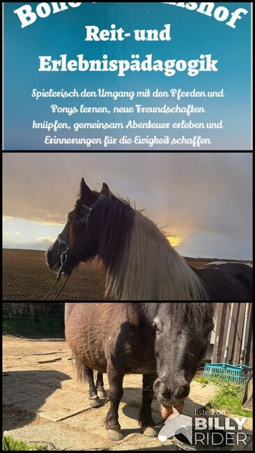 Reitpädagogik Boho-Erlebnishof, Nicole Lier, Other, Götzendorf an der Leitha , Image 4
