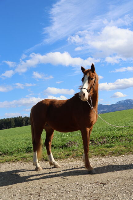 Reitponystute von Körsieger, Brit Fanta , Horses For Sale, Eggmayr, Image 2