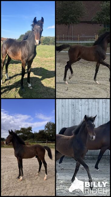 Reitpony Absetzer v. Top Boy of Love, Anna Wessel , Horses For Sale, Bassum, Image 9