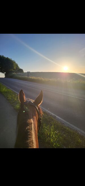 Reitbeteiligung für neugierigen Wallach gesucht(Pferd sucht Reiter), Julia, Horse Sharing, Leverkusen , Image 2