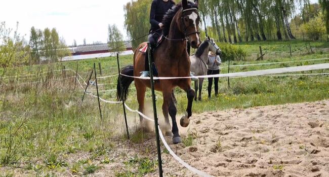 Reitbeteiligung (Pferd sucht Reiter), Jassi , Horse Sharing, Gnoien, Image 3