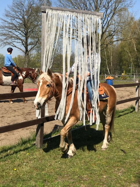 Reitbeteiligung auf Haflinger Dame, Anna , Horse Sharing, Celle