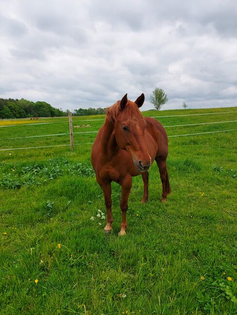 Reittherapie, Julia, Therapy & Treatment, Plüderhausen