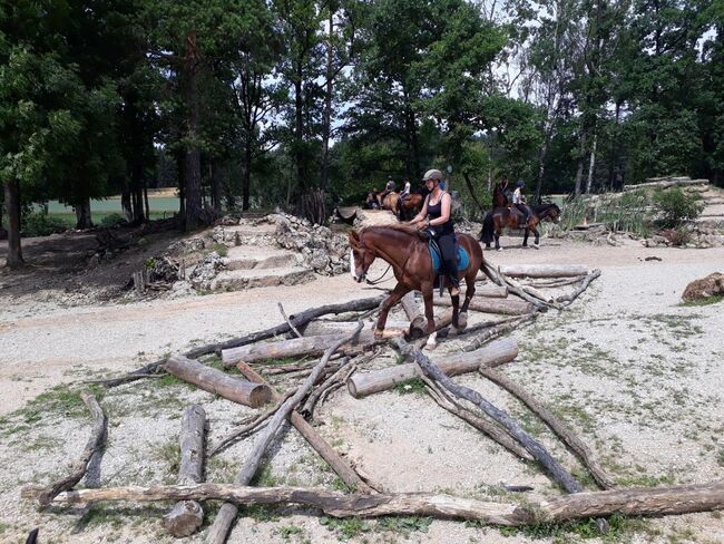 Reitunterricht, Doppellonge, Bodenarbeit, Beritt, Christiane Jenny Müller, Riding Lessons, Ergersheim, Image 13