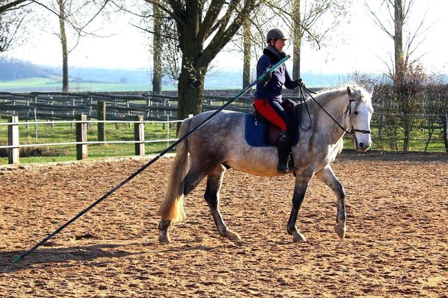 Reitunterricht, Doppellonge, Bodenarbeit, Beritt, Christiane Jenny Müller, Riding Lessons, Ergersheim, Image 3