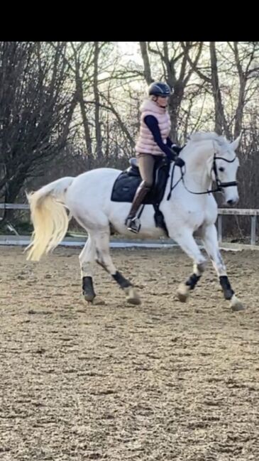 Reitunterricht und Beritt, Irina Steinmassl, Riding Lessons, Stuttgart Zuffenhausen, Image 4