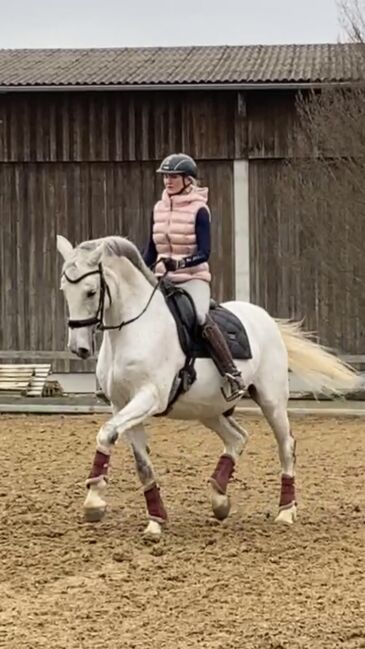 Reitunterricht und Beritt, Irina Steinmassl, Riding Lessons, Stuttgart Zuffenhausen, Image 5