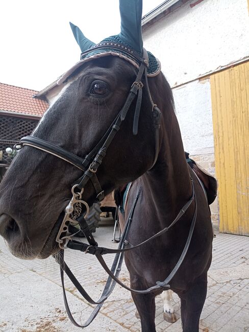 Reitbeteiligung für aktiven Spanier, Kathrin König , Horses For Sale, Kitzingen , Image 4