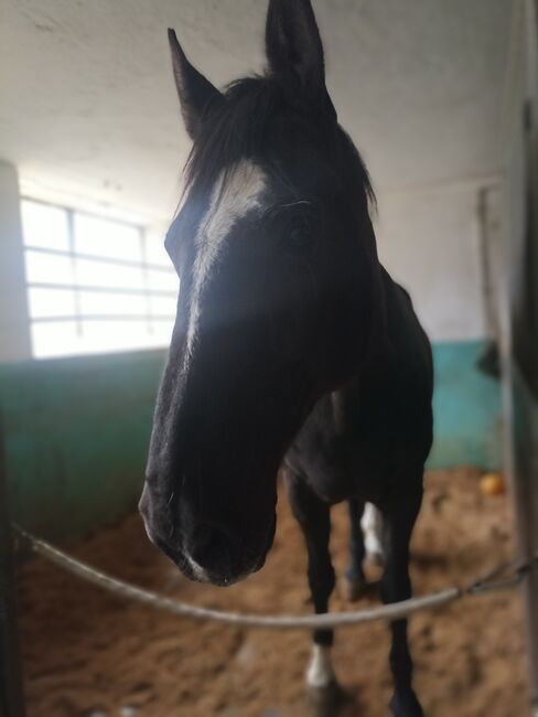 Reitbeteiligung für aktiven Spanier, Kathrin König , Horses For Sale, Kitzingen , Image 5