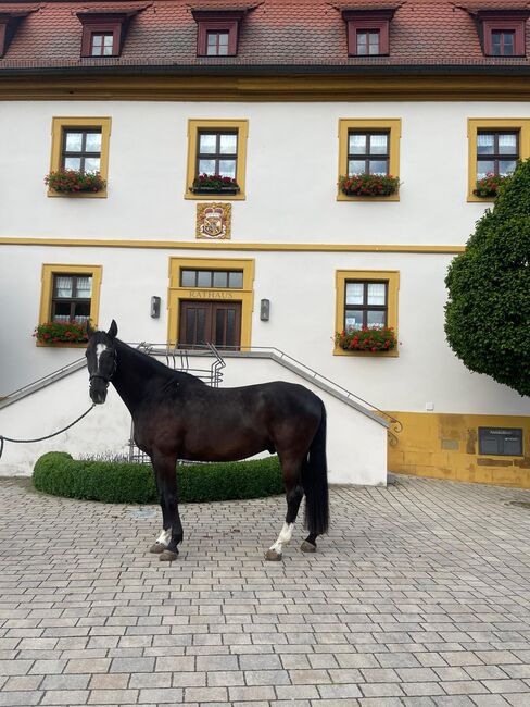Reitbeteiligung für aktiven Spanier, Kathrin König , Horses For Sale, Kitzingen , Image 3