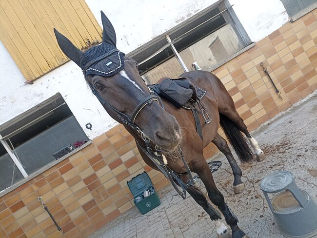 Reitbeteiligung für aktiven Spanier, Kathrin König , Horses For Sale, Kitzingen 