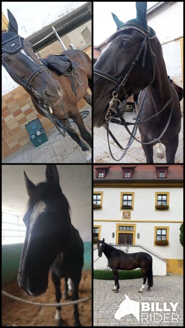 Reitbeteiligung für aktiven Spanier, Kathrin König , Horses For Sale, Kitzingen , Image 6