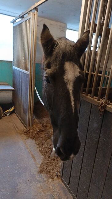 Reitbeteiligung für aktiven Spanier, Kathrin König , Horses For Sale, Kitzingen 