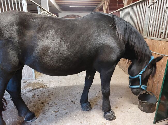 Reitbeteiligung für mein Pferd!, Nikolina Curic , Horse Sharing, Linz 