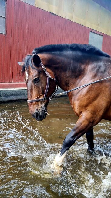 Reitbeteiligung in 63674 zu vergeben, KaltblutLiebe🐎💕, Horse Sharing, Ranstadt, Image 6