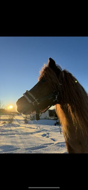 Reitbeteiligung, Tamia, Horse Sharing, Bregenz, Image 3