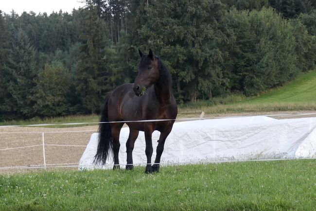 Reitbeteiligung, Julia Aichinger, Horse Sharing, Gunskirchen