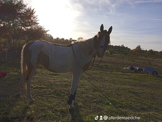 Reitbeteiligung, Angelique , Horse Sharing, Barth 