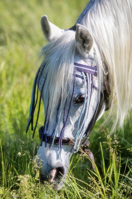 Reitbeteiligung, SabineF, Horse Sharing, Biebelnheim