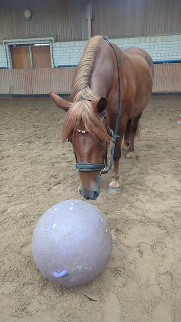 Reitbeteiligung, Sharleena Smith , Horse Sharing, Oberkrämer, Image 4