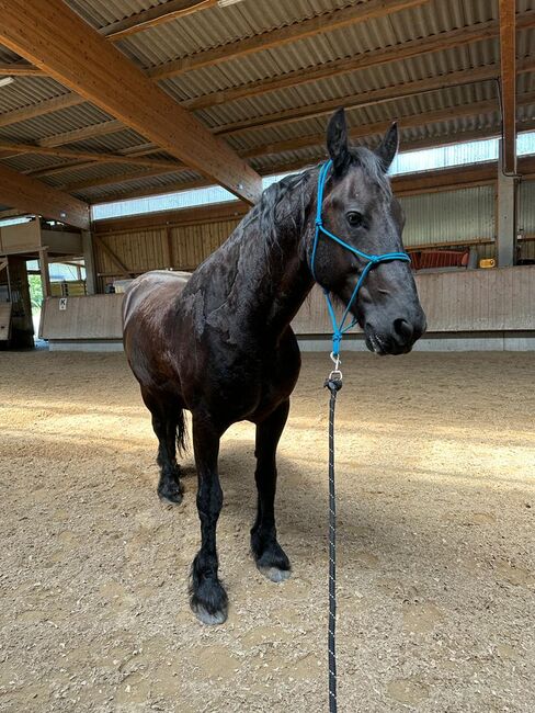 Reitbeteiligung, Corina Schäf, Horse Sharing, Oppenweiler , Image 2