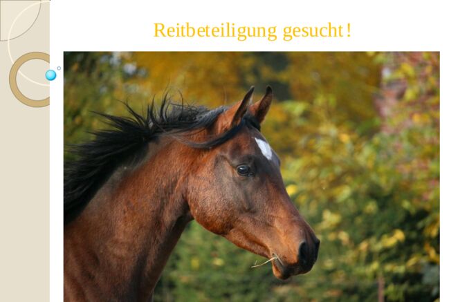 Reitbeteiligung, Franci, Horse Sharing, Schladen