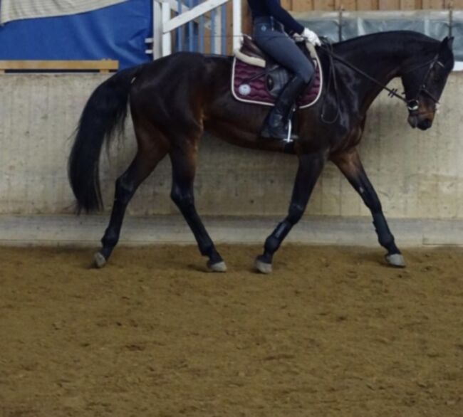 Reitbeteiligung, Lia, Horse Sharing, Dornbirn