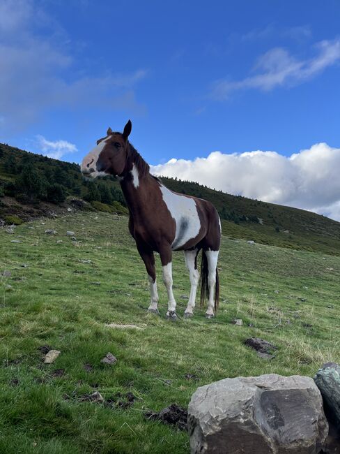 Wanderreiten, André Urfer, Horses For Sale, Reutigen , Image 3