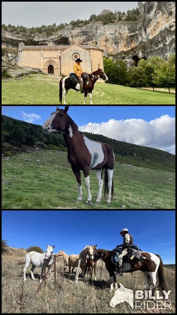 Wanderreiten, André Urfer, Horses For Sale, Reutigen , Image 4