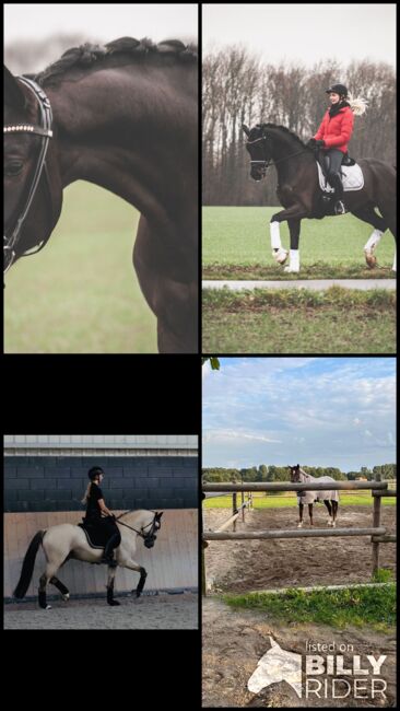 Beritt, Unterricht, Pferdevermarktung, junge Pferde, Lea Hecker , Riding Lessons, Neus, Image 13