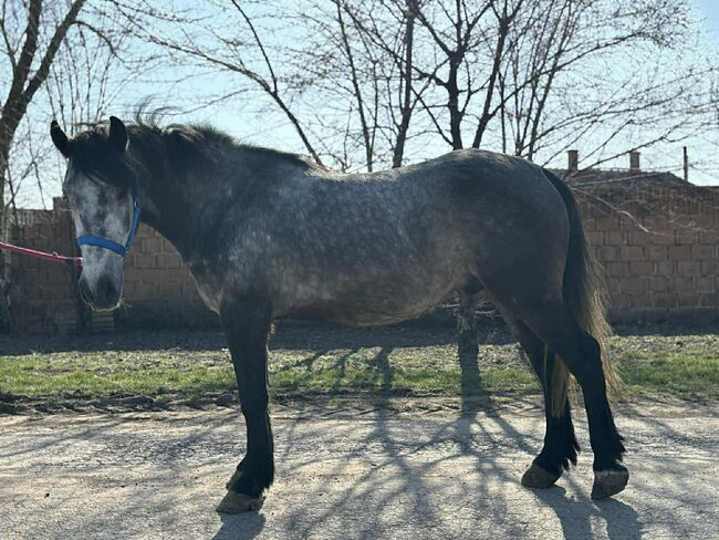 Reit und Fahrpferd, Annette, Horses For Sale, Prinzersdorf