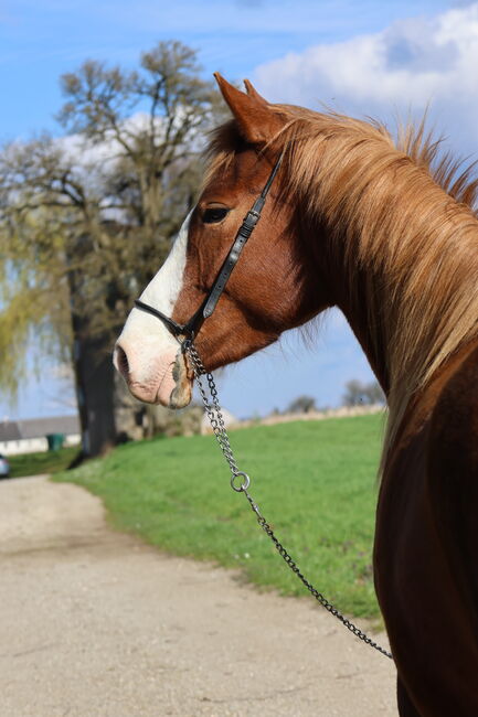 Reitponystute von Körsieger, Brit Fanta , Horses For Sale, Eggmayr