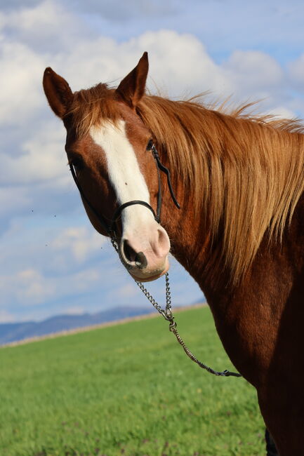 Reitponystute von Körsieger, Brit Fanta , Horses For Sale, Eggmayr, Image 3