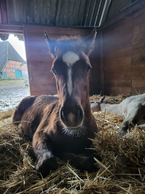 Reitpony Jährling, Mutter Connemara, Sandra Jacobi, Horses For Sale, Hamwarde, Image 6