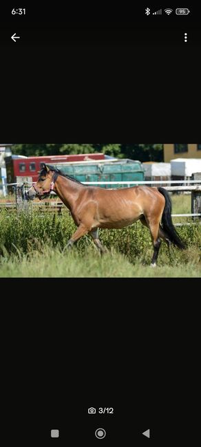 Reitponystute, Janine, Horses For Sale, Taucha, Image 3