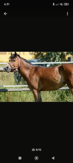 Reitponystute, Janine, Horses For Sale, Taucha, Image 6