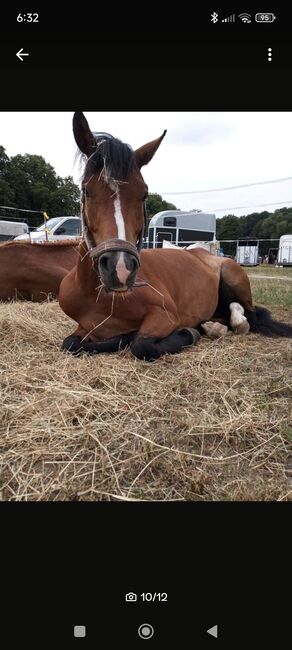 Reitponystute, Janine, Horses For Sale, Taucha, Image 10