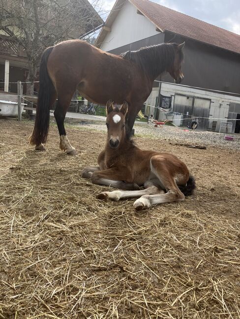 Reitpony Stute zu verkaufen, Möser Nicole , Horses For Sale, St. Georgen an der Leys