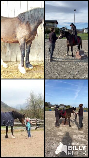 Reitpony Welsh Pony Kinderpony, Karina Fischer, Horses For Sale, DROBOLLACH , Image 5