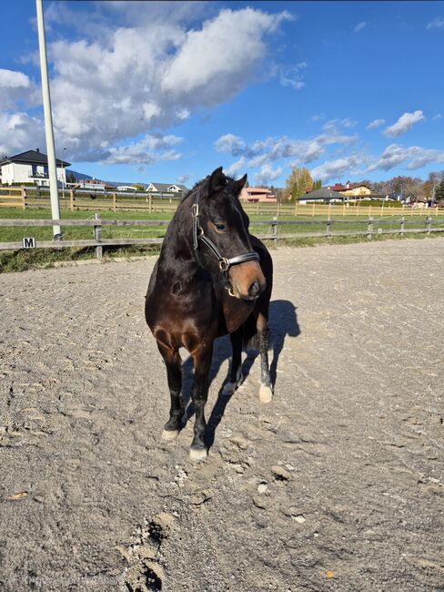 Reitpony Welsh Pony Kinderpony, Karina Fischer, Horses For Sale, DROBOLLACH 