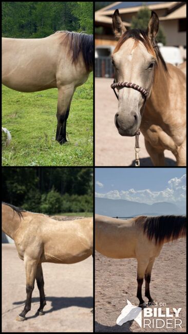 riesengroße 2j Qh-Buckskin Stute 🎀 Mähnenwunder, Top Abstammung, Amelie Liegl, Pferd kaufen, Eppan, Abbildung 5