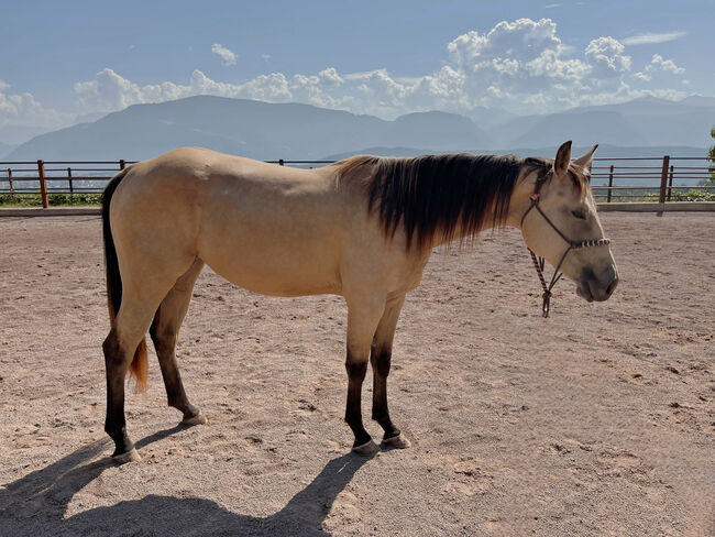 riesengroße 2j Qh-Buckskin Stute 🎀 Mähnenwunder, Top Abstammung, Amelie Liegl, Pferd kaufen, Eppan, Abbildung 3