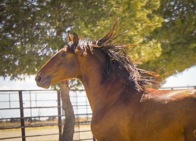 Riesiger PRE Dressurnachwuchs, Post-Your-Horse.com (Caballoria S.L.), Horses For Sale, Rafelguaraf, Image 2