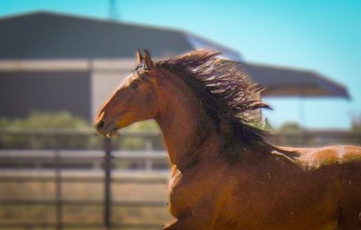 Riesiger PRE Dressurnachwuchs, Post-Your-Horse.com (Caballoria S.L.), Horses For Sale, Rafelguaraf, Image 3