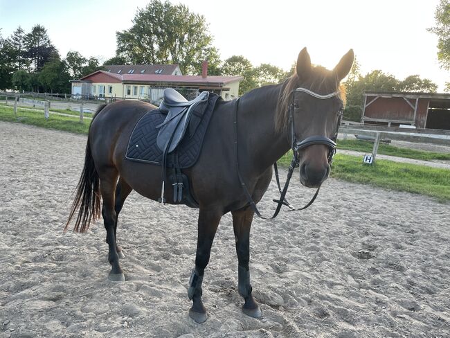 Reitbeteiligung gesucht (Pferd sucht Mensch), marschu , Horse Sharing, Garz/Rügen, Image 8