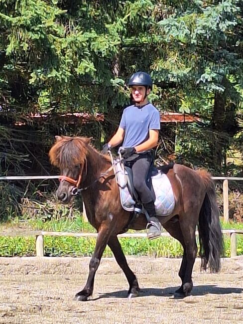 Reitbeteiligung Isländerwallach, Isländerwallach , Claudia, Horse Sharing, Klausen-Leopoldsdorf, Image 2