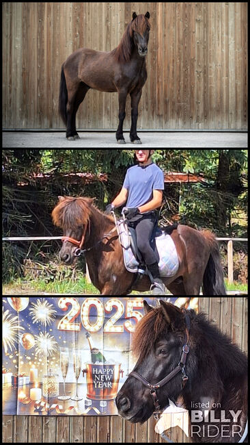 Reitbeteiligung Isländerwallach, Isländerwallach , Claudia, Horse Sharing, Klausen-Leopoldsdorf, Image 4