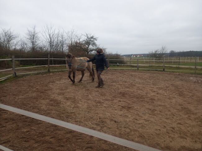 Reitbeteiligung für Tarpan-Konikmix, Röttenbach, Strong Together Horsetraining UG, Verena + Janina, Horse Sharing, Gremsdorf, Image 5